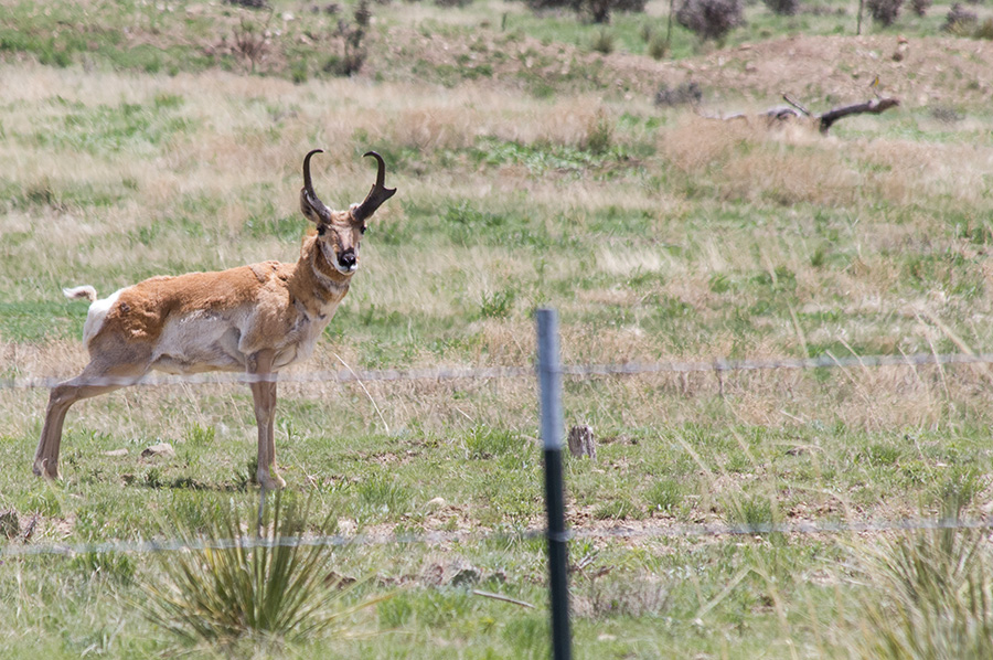 another pronghorn