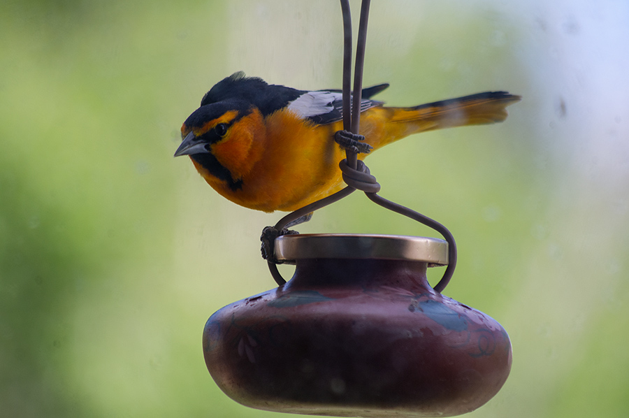 Bullock’s Oriole