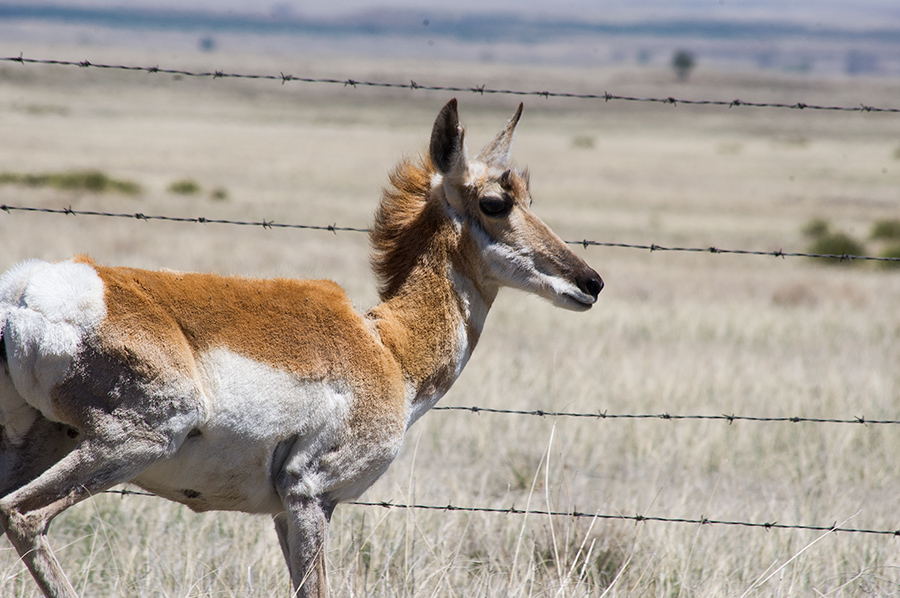 female pronghorn