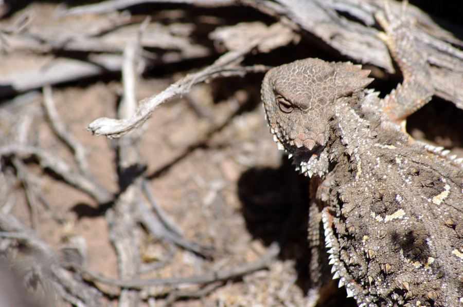 horned toad close-up