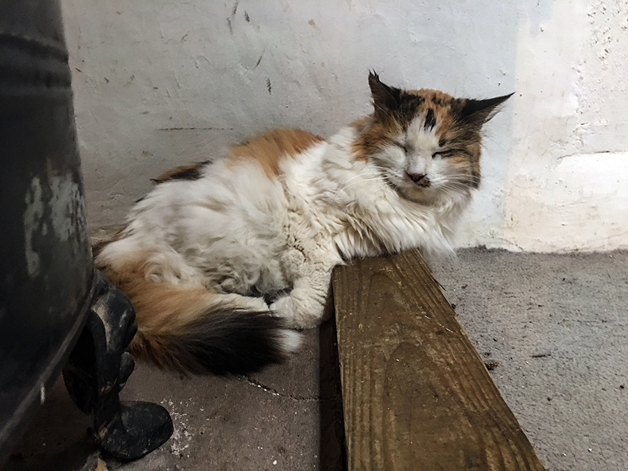 cat by wood stove