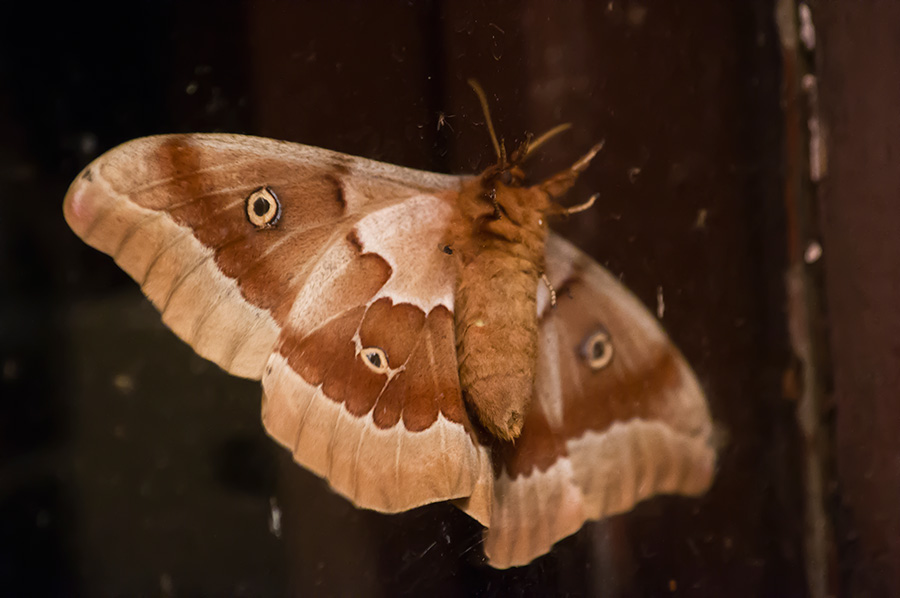 polyphemus moth in Taos, New Mexico