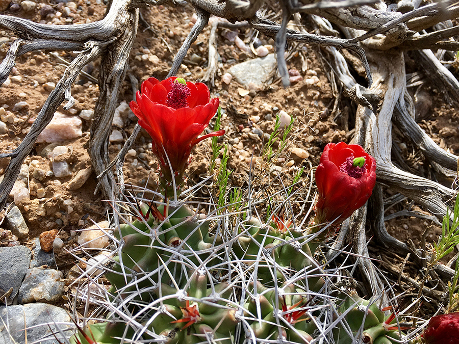 red cactus flowers