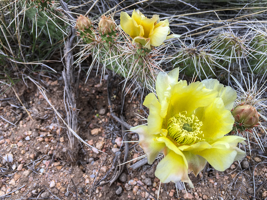 cactus blossom