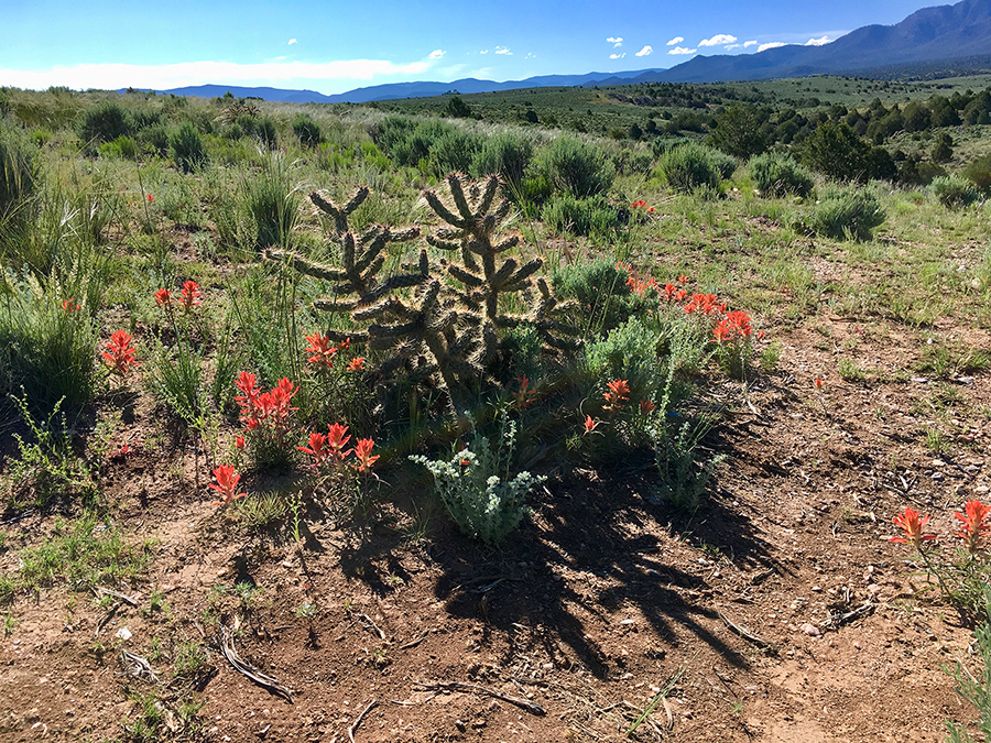 cholla with Indian paintbrushes