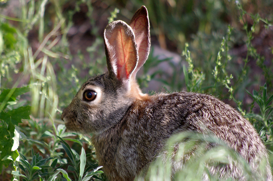 rabbit in the grass in Taos, NM