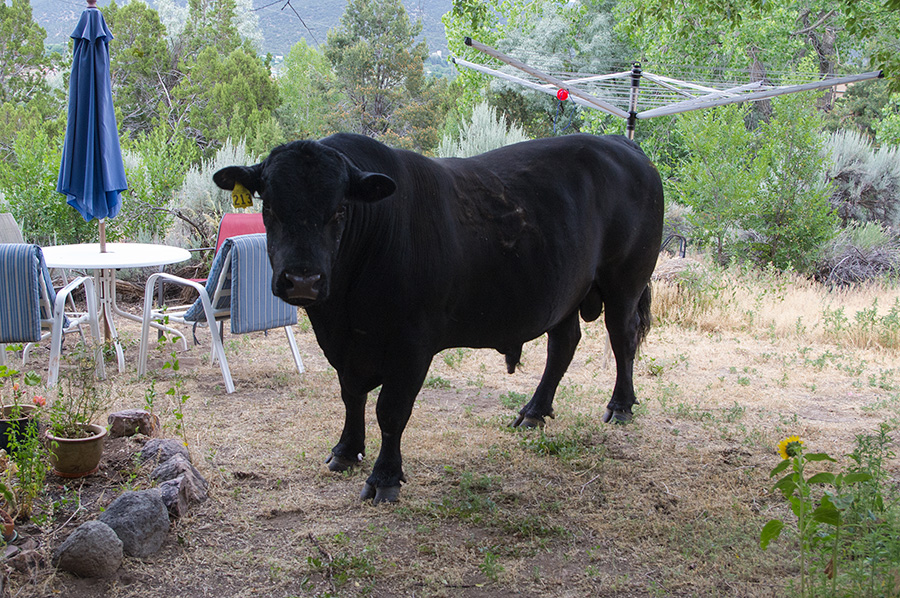 bull in the back yard
