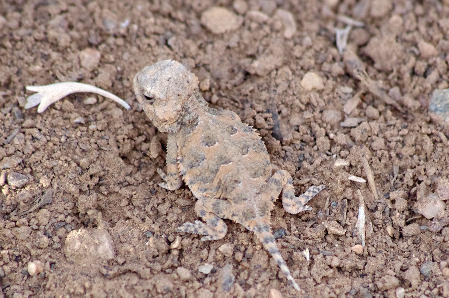 baby horned toad