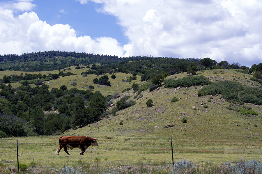 bull near Cimarron, NM