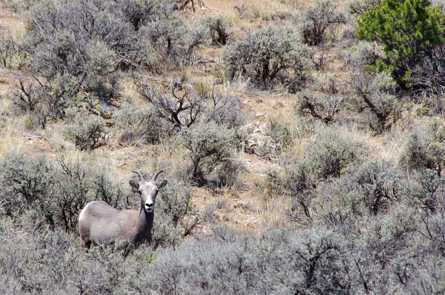 Bighorn ewe at Taos Valley Overlook