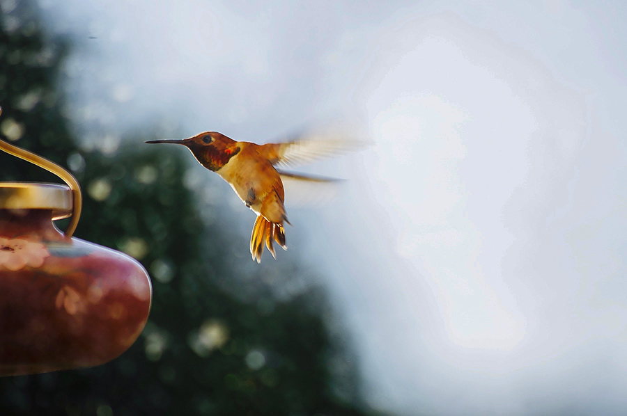 rufous hummingbird