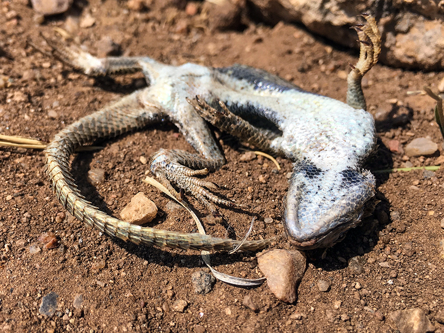 dead lizard