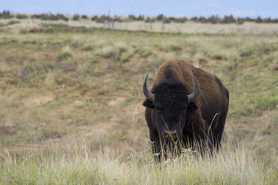 buffalo beside the road