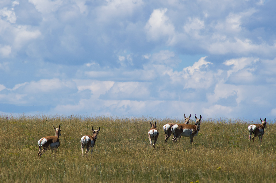 pronghorns east of Raton