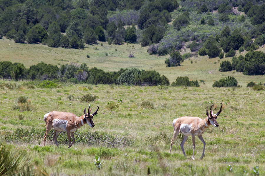 pronghorns outside Cimarron, NM