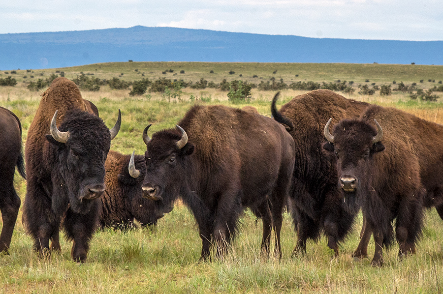 buffalo east of Cimarron