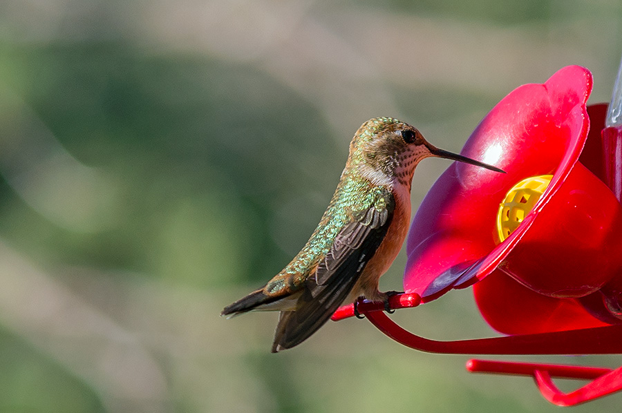 immature female rufous hummingbird