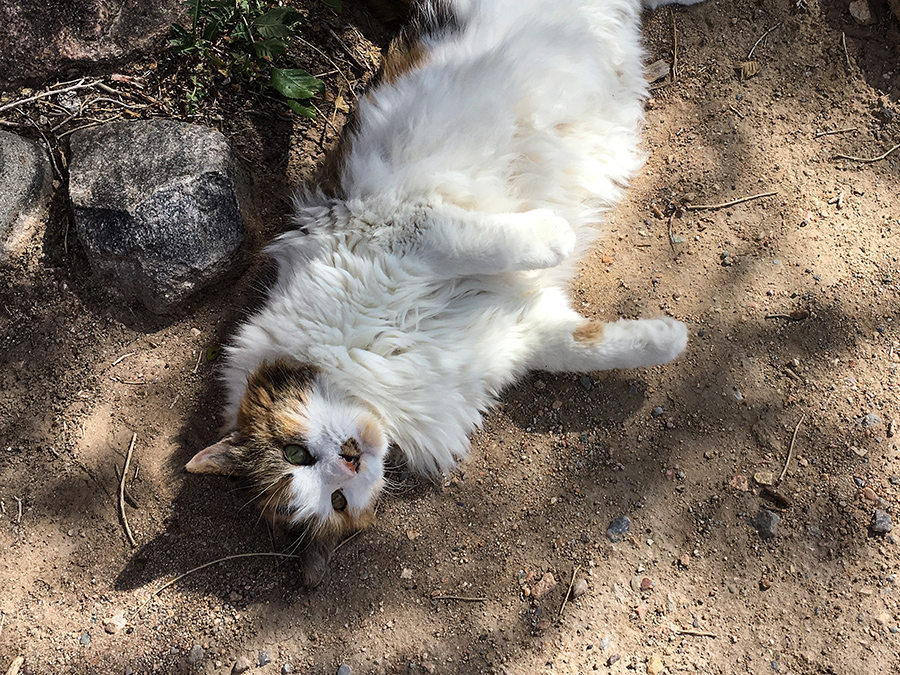 cat in dirt