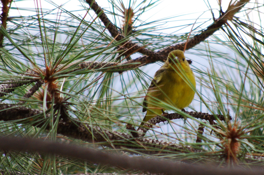 maybe a yellow warbler