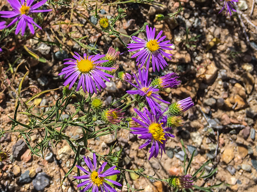 purple asters