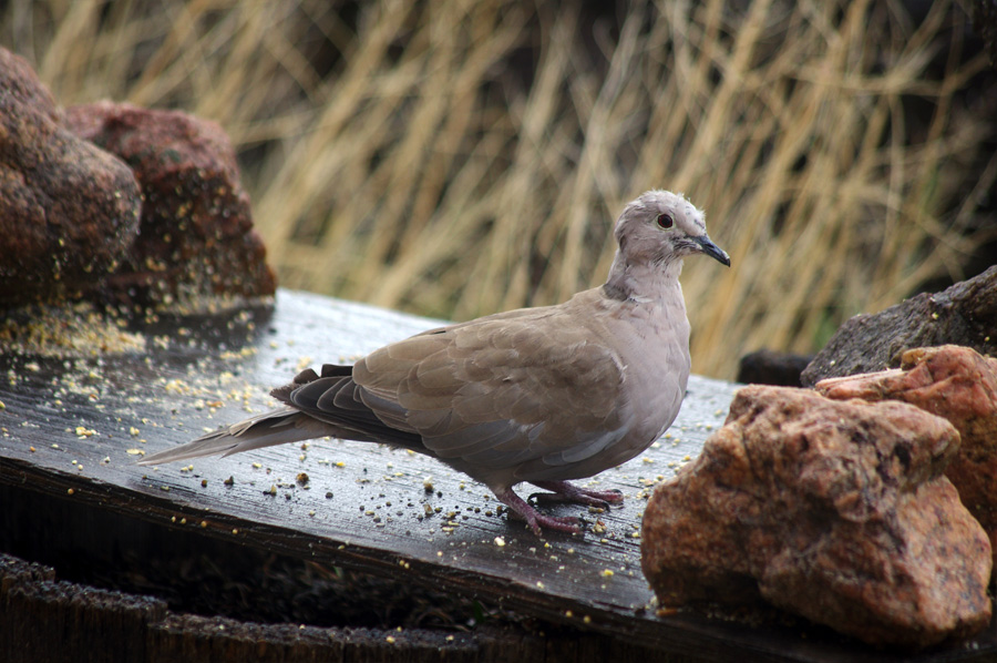 collared dove in the rain