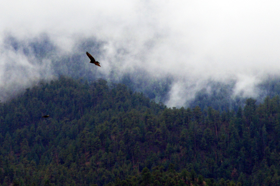ravens in the misty mountains